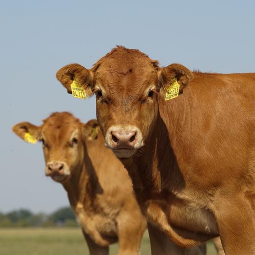 Cow-calf